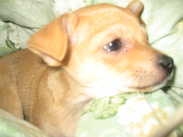 Wpis chocolatexsky
