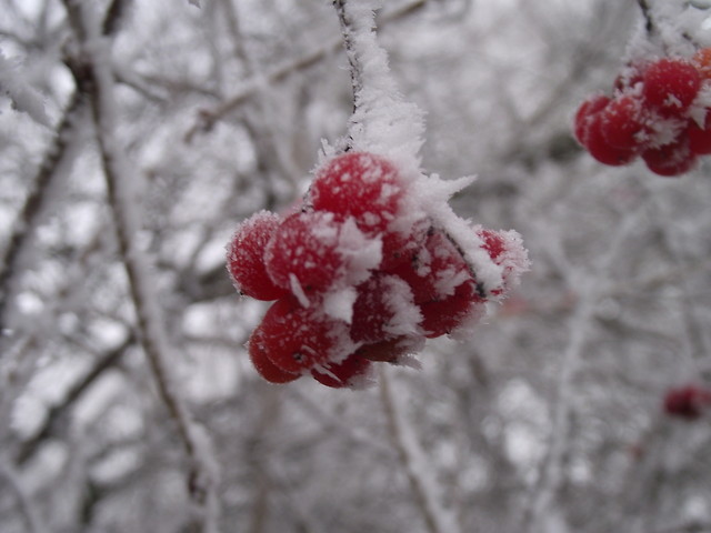 zima2011