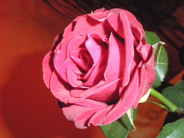 roses