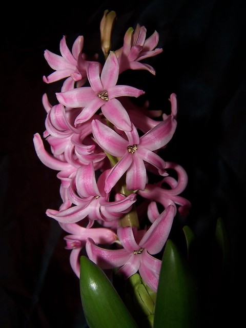 Pink Pearl