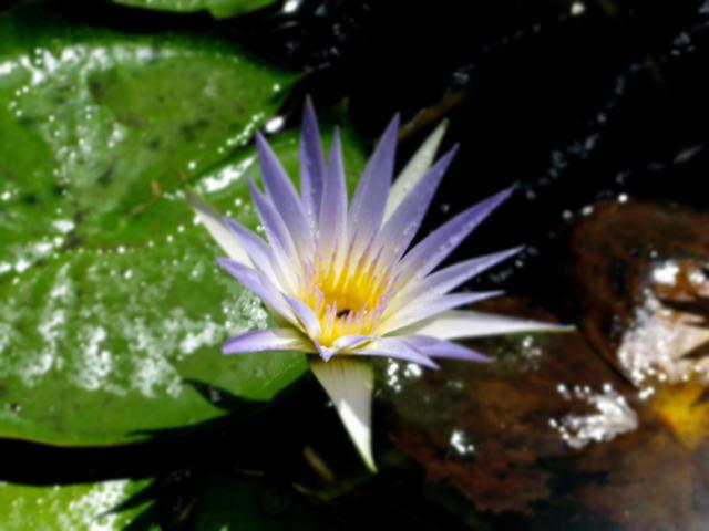 flower.