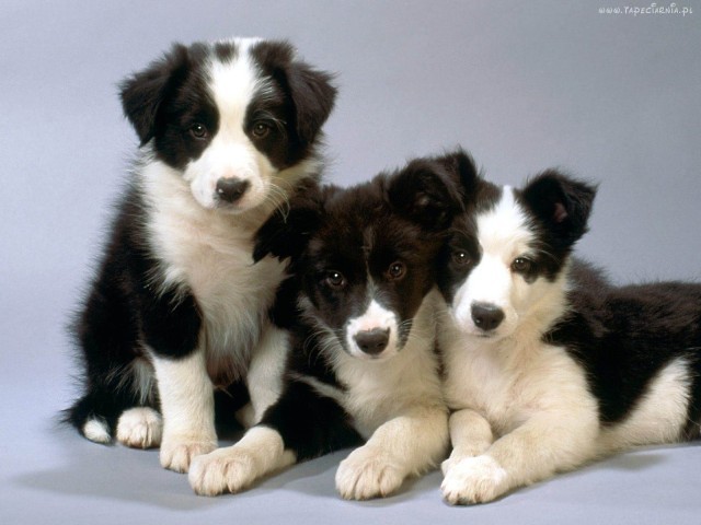 3 pieski