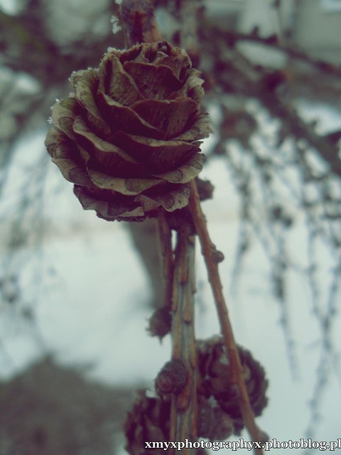 Wpis xmyxphotographyx