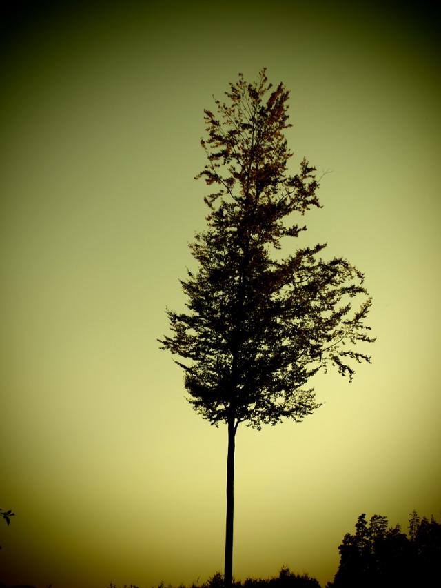 ... my beauty