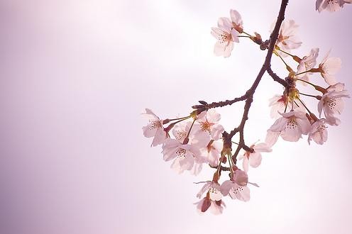 Somei Yoshino/Sakura