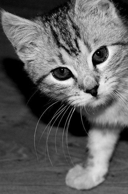 wsiki..