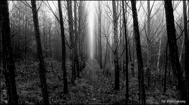 ........o. lene..........
