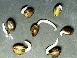 Wpis marijuanaseeds
