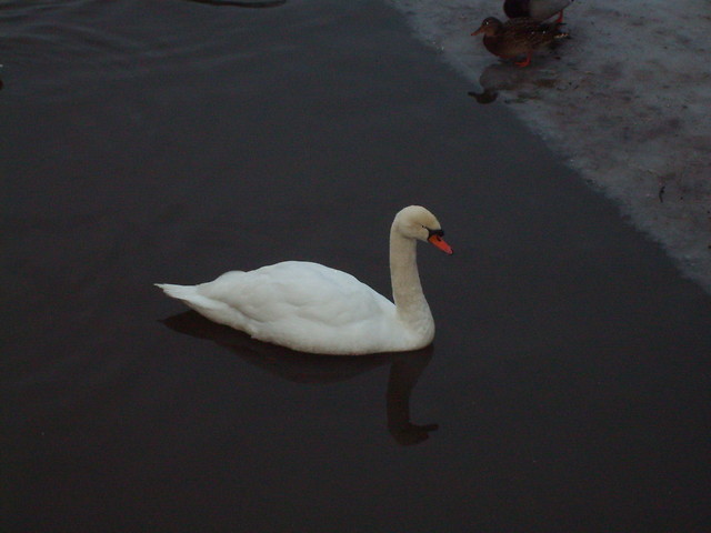 Wpis blackwhitecolorful