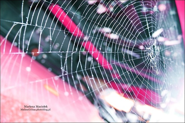 Cobweb ;)
