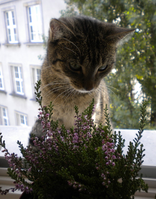 ach.