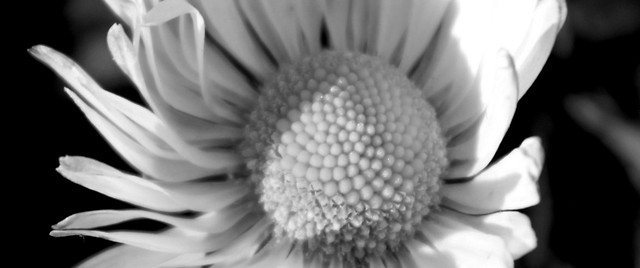 flower...