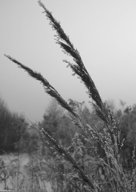 Zima. II