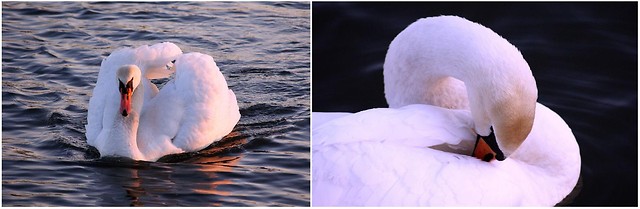 swan