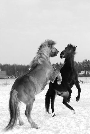 wiking i ponczek :)
