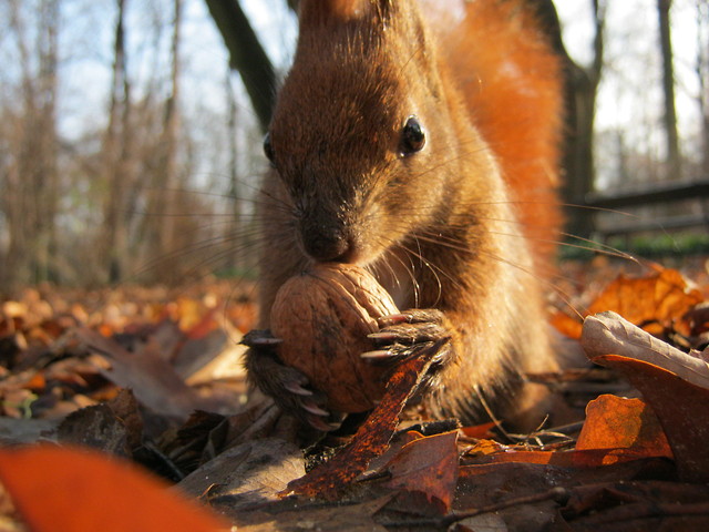 Wiewika :)