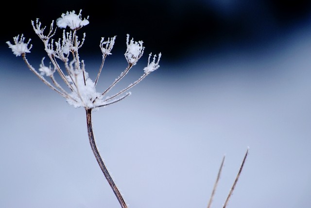 Frozen