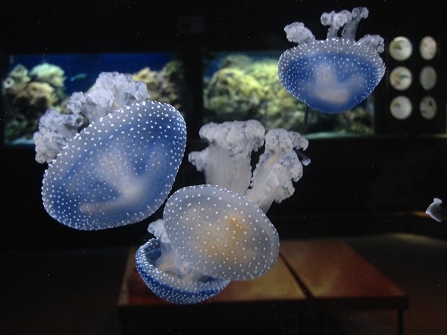 jellyfish !
