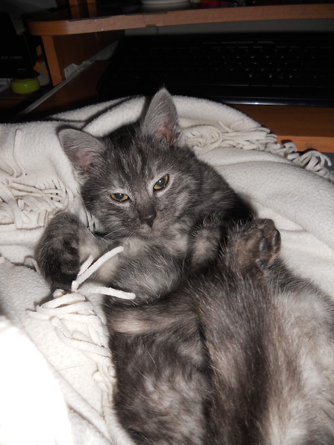 My SwEeT cAt >33