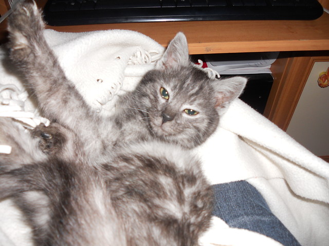 My SwEeT cAt***