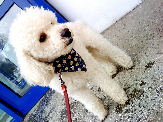 Wpis frienddogs