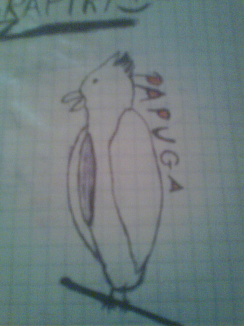 Papuga