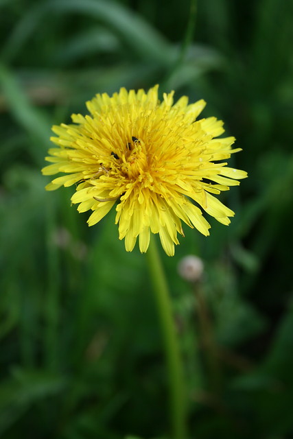 koniec