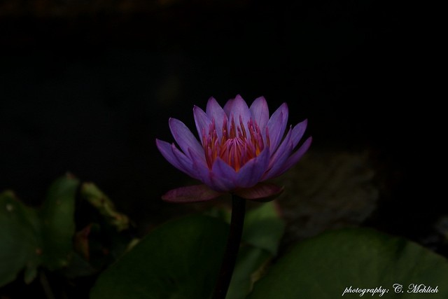 again, Sri Lanka