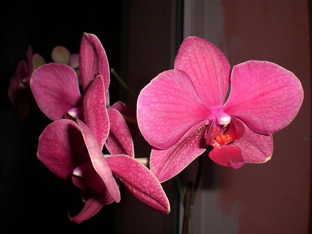#2 flower