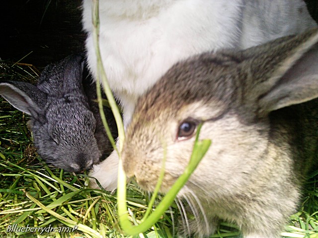 Klulisie;P