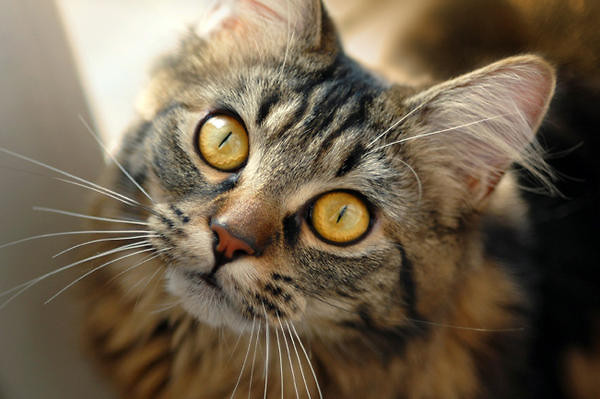 Panna Luna :)
