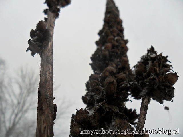 Wpis xmyxphotographyx