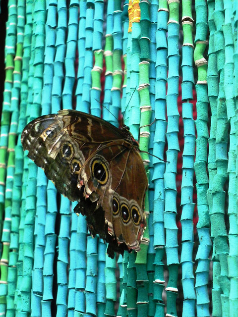 Motyl