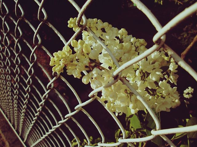 Closer Flower