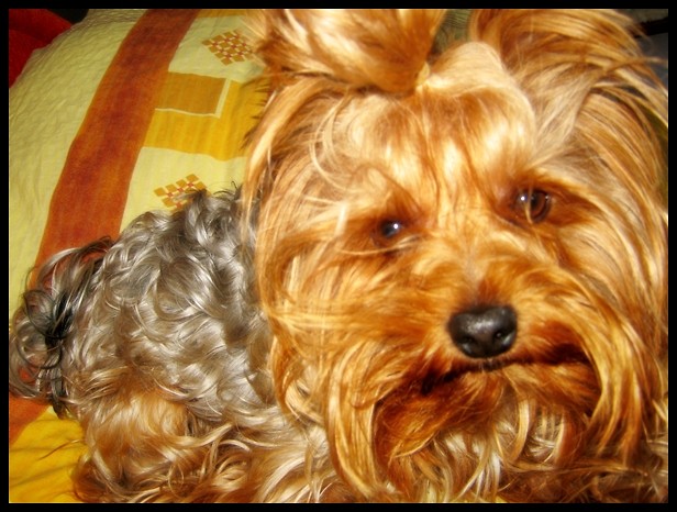 maks . 