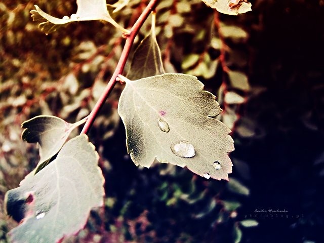 Alone water drop