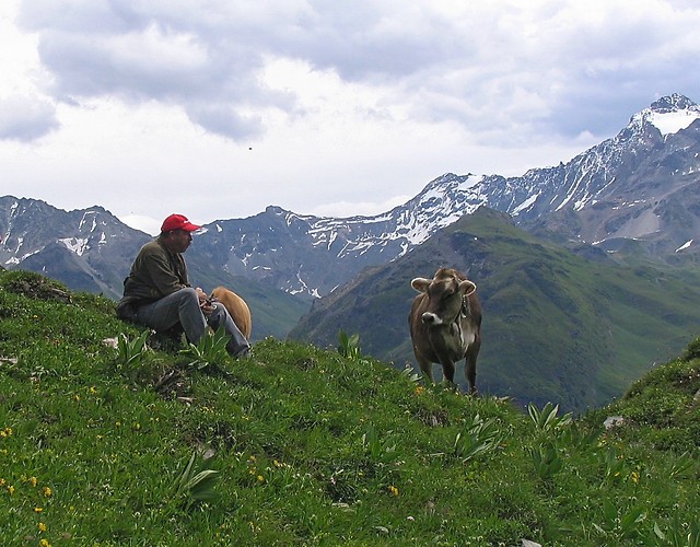 muuuu...
