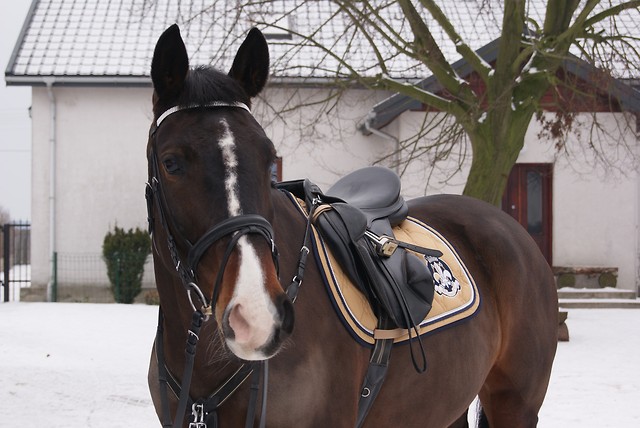 Pola Polo Pony:)