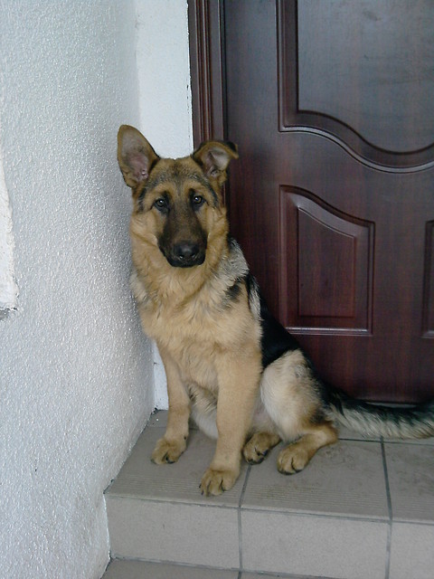            ranbo