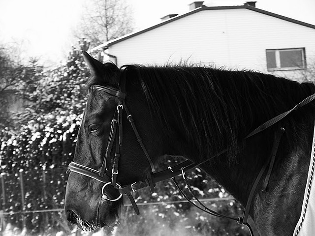 albuszek :*