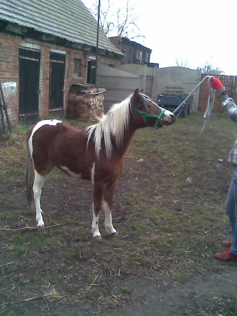 Tosiula ;*