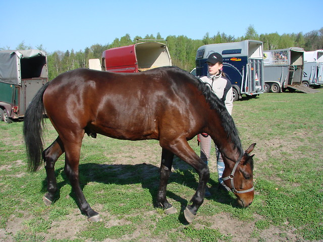 Amaretto
