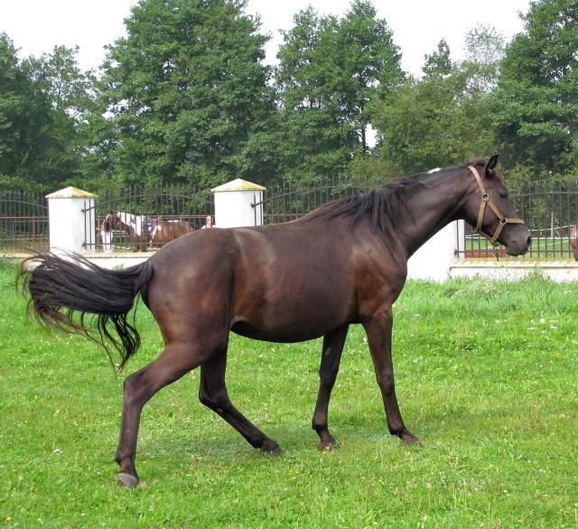 Wpis stabless