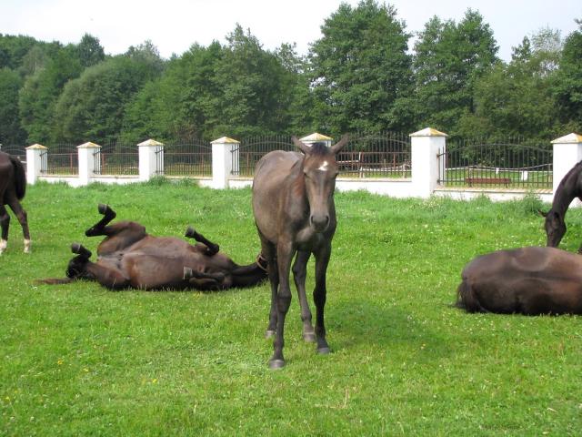 Wpis stabless