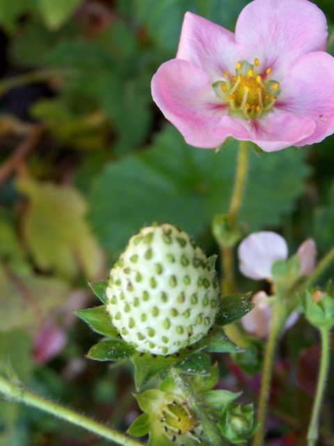 Strawberry Swing