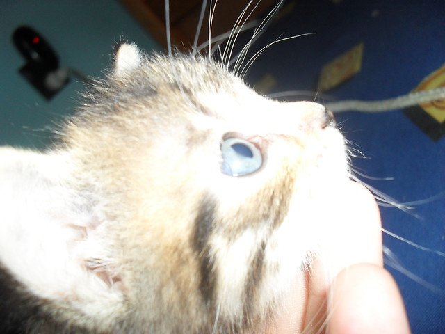 kotek 