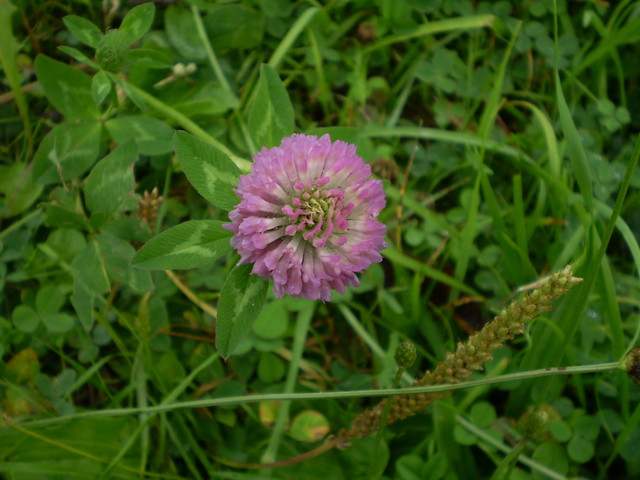 Wpis solleill