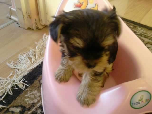Mj udany piesioO...: *