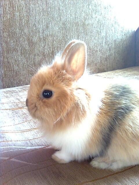 Bobi 