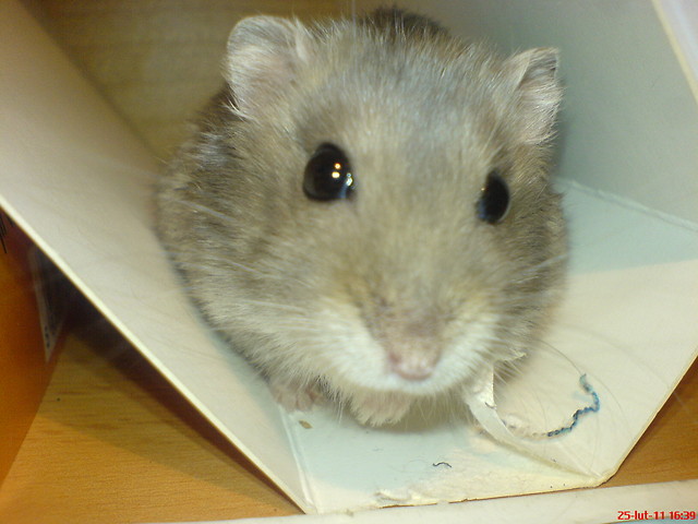 ;